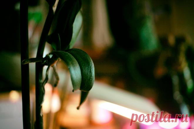 Отделяем детку от фаленопсиса. | Ярина Яриловец и ее орхидеи. | Яндекс Дзен