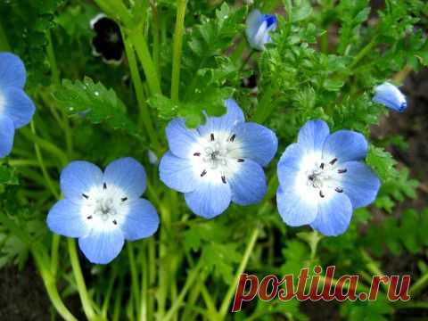 Скромное обаяние НЕМОФИЛЫ. | СТРАНА ТРАВ И ЦВЕТОВ (Country herbs and flowers)