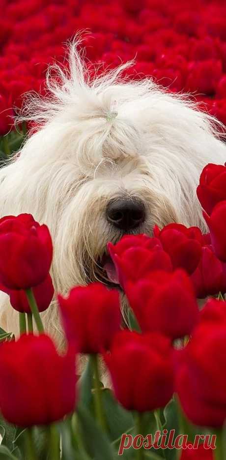 (33) tip-toe thru the tulips....! | Mammals &amp; Such