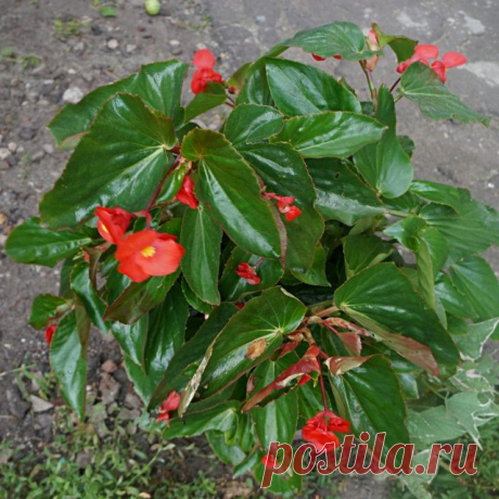 Бегония «Драгон Винг» (begonia x hybrida ‘Dragon Wings’), расцветка ‘Red’