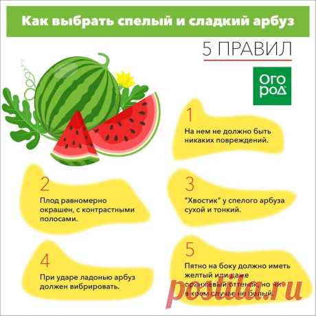 Как выбрать спелый и сладкий арбуз
