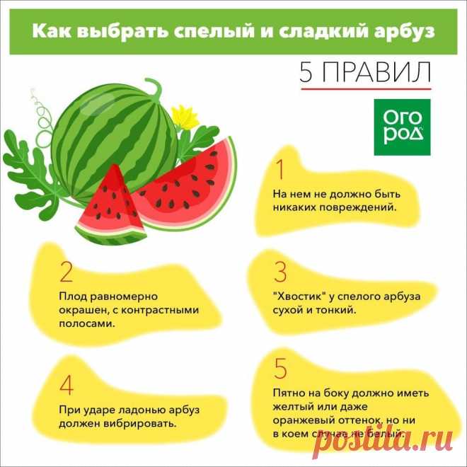 Как выбрать спелый и сладкий арбуз