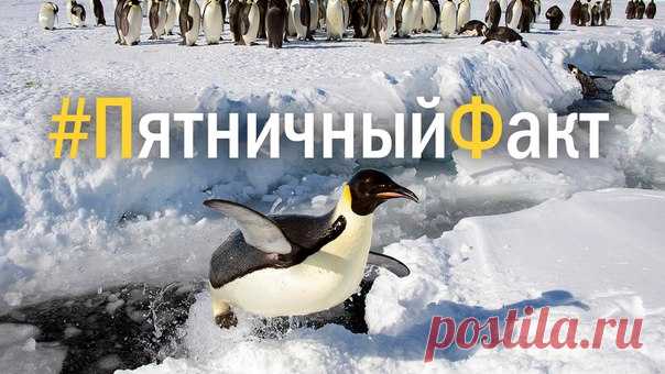 Почти три процента антарктических льдов — моча пингвинов. #ПятничныйФакт@natgeoru