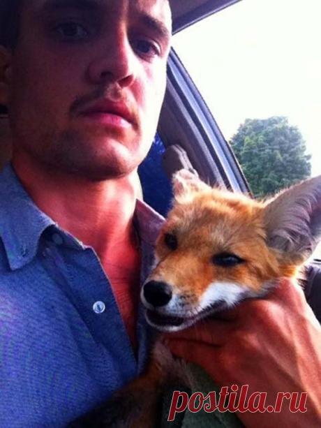 He found a dead fox on the street! What happened next was a real miracle. – Petsfans