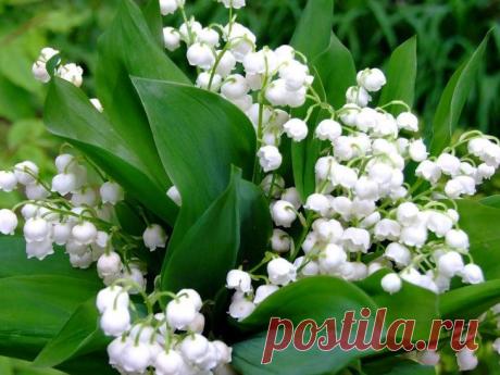 Каталог многолетних цветов для дачи: фото с названиями и описанием растений