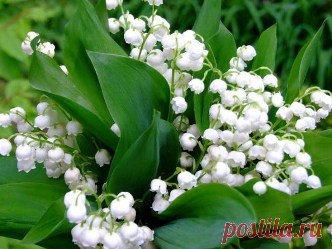 Каталог многолетних цветов для дачи: фото с названиями и описанием растений