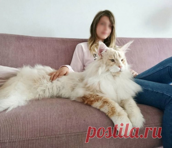 Я сфотографировала своего кота, и Интернету он показался СЛИШКОМ большим! Большой комок шерсти! Коты породы мейн-кун похожи на мифических существ из сказки. Этот представитель одной из крупнейших одомашненных пород даже просто развалившись на диване выглядит громадным и величественным...