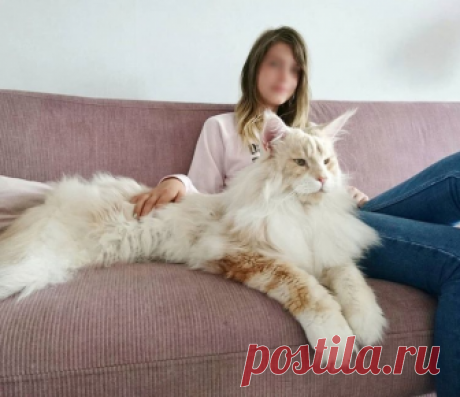 Я сфотографировала своего кота, и Интернету он показался СЛИШКОМ большим! Большой комок шерсти! Коты породы мейн-кун похожи на мифических существ из сказки. Этот представитель одной из крупнейших одомашненных пород даже просто развалившись на диване выглядит громадным и величественным...