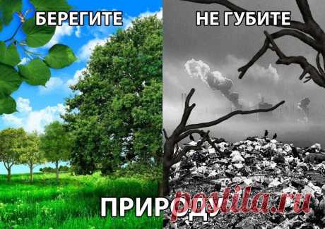 Картинки на тему «Берегите природу!» (36 фото) ⭐ Забавник