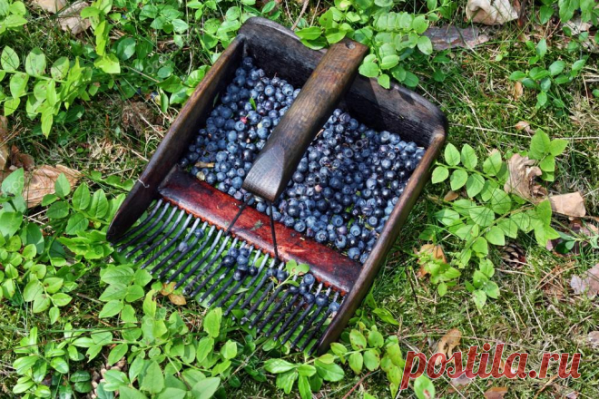 комбайн ручной для сбора земляники - 302 картинки. Поиск Mail.Ru