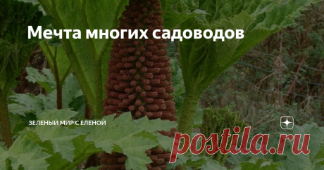 Мечта многих садоводов Вырастить несложно