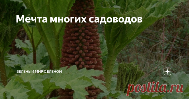 Мечта многих садоводов Вырастить несложно