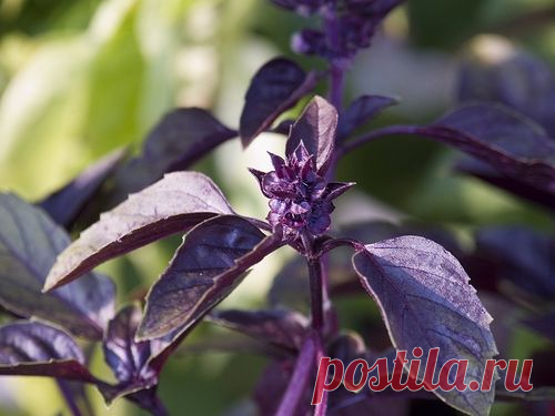 Базилик фиолетовый. Полезные свойства и противопоказания королевской травы - FB.ru