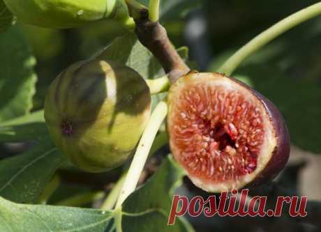 (+1) тема - 9 экзотических фруктов, которые можно вырастить из косточек | 6 соток