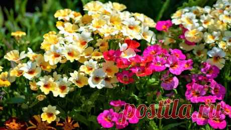 Немезия Красивый цветок с невероятно обильным цветением все лето до морозов! Настоящая находка для цветоводов!