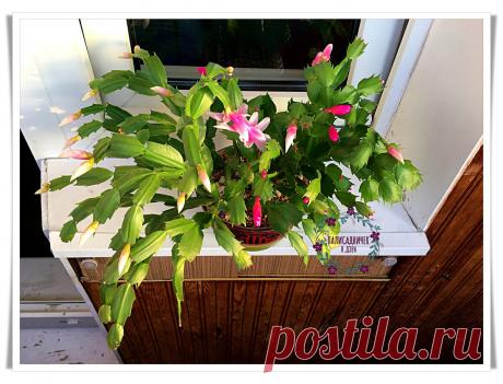 Дешёвая подкормка для декабриста, удовлетворяющая все его потребности. После неё закладывает десятки бутонов и растёт здоровым | Палисадничек | Яндекс Дзен