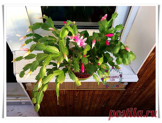 Дешёвая подкормка для декабриста, удовлетворяющая все его потребности. После неё закладывает десятки бутонов и растёт здоровым | Палисадничек | Яндекс Дзен