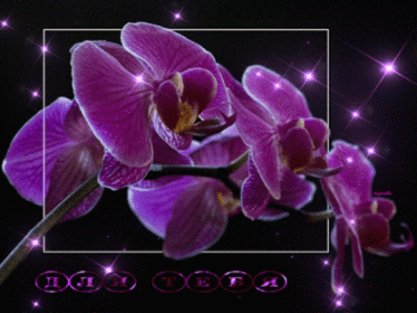 GiF WORLD – Plants – Сообщество – Google+