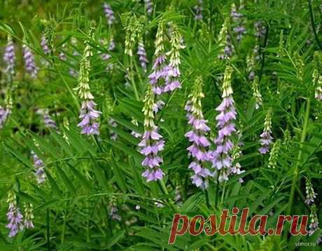 Эскулап: Лакрица - противовоспалительное растение