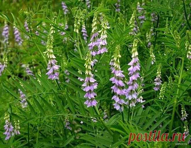 Эскулап: Лакрица - противовоспалительное растение