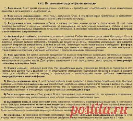 ПИТАНИЕ ВИНОГРАДА ПО ФАЗАМ ВЕГЕТАЦИИ
Сохраните к себе на стену и распечатайте на принтере, чтобы не потерять!