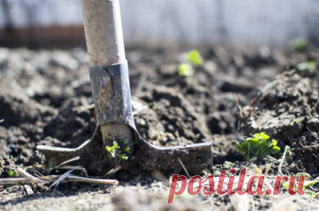 Приметы, можно ли копать землю и сажать на страстной неделе — Дачный участок