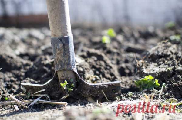 Приметы, можно ли копать землю и сажать на страстной неделе — Дачный участок
