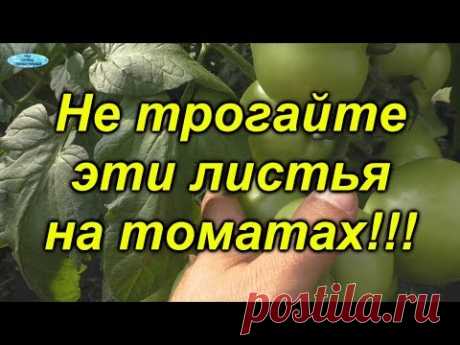 Никогда не удаляйте на томатах эти листья!!! - YouTube