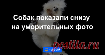 Эти лапки завоевывают любовь по всему миру.