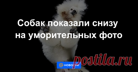 Эти лапки завоевывают любовь по всему миру.