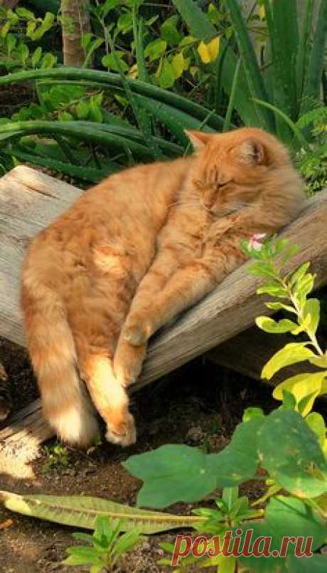 A little me time | Kitty Cats