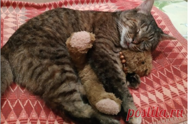 Кошка быстро запрыгнула в сумку к посетительнице приюта и отказалась вылезать Девушка по имени Виталия всегда хотела завести кошечку. Она решила отправиться в приют, чтобы выбрать питомца по душе, но вышло так, что МУРлыка сама ее выбрала. И, наверное, это была судьба!

Когда Виталия приехала в приют и стала рассматривать животных, к ней подошла кошечка с небольшим косоглаз
