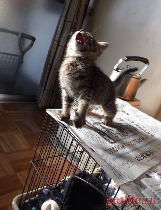 Почему я не очень люблю котов?