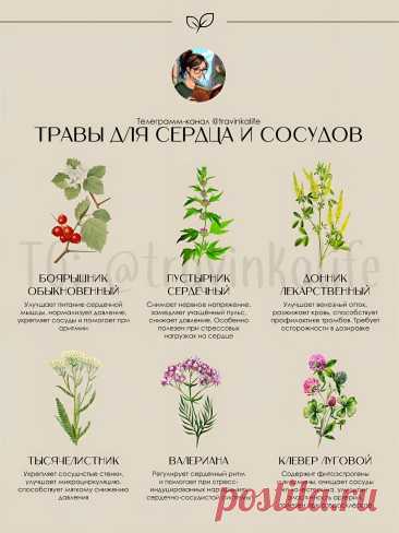 Травы для сердца и сосудов