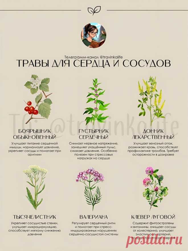 Травы для сердца и сосудов
