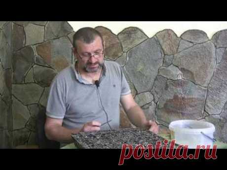 Черенкування туї смарагд від Петровича