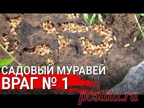 Садовый муравей - враг № 1