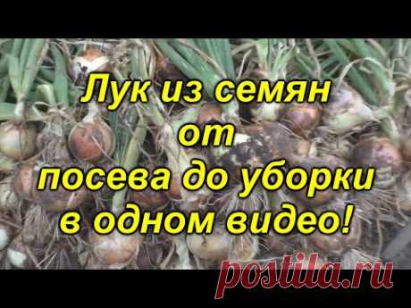 Лук репчатый из семян - в одном видео от посева до уборки! Посмотрите видео и вырастите лук сами!