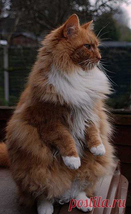 Animals Gallery » Blog Archive » I want to kiss him