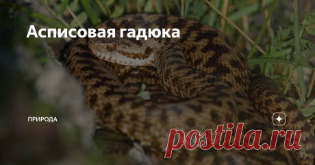 Асписовая гадюка https://pixabay.com/ru/photos/%D0%B7%D0%BC%D0%B5%D1%8F-%D1%80%D0%B5%D0%BF%D1%82%D0%B8%D0%BB%D0%B8%D1%8F-%D0%B3%D0%B0%D0%B4%D1%8E%D0%BA%D0%B0-%D0%B6%D0%B8%D0%B2%D0%BE%D1%82%D0%BD%D0%BE%D0%B5-3582363/
Общий
Асписовая гадюка (Vipera aspis) встречается в основном в Швейцарии, Италии, Франции и Испании. Из видов (видов) гадюки.
Внешний вид, поведение