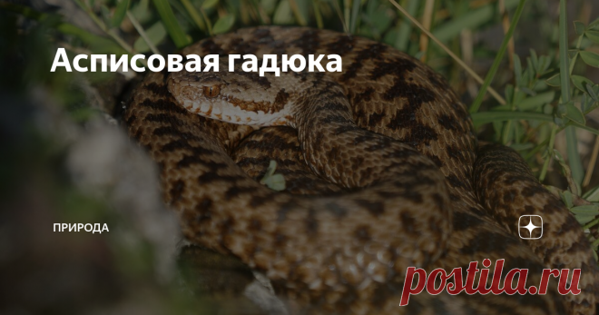 Асписовая гадюка https://pixabay.com/ru/photos/%D0%B7%D0%BC%D0%B5%D1%8F-%D1%80%D0%B5%D0%BF%D1%82%D0%B8%D0%BB%D0%B8%D1%8F-%D0%B3%D0%B0%D0%B4%D1%8E%D0%BA%D0%B0-%D0%B6%D0%B8%D0%B2%D0%BE%D1%82%D0%BD%D0%BE%D0%B5-3582363/
Общий
Асписовая гадюка (Vipera aspis) встречается в основном в Швейцарии, Италии, Франции и Испании. Из видов (видов) гадюки.
Внешний вид, поведение