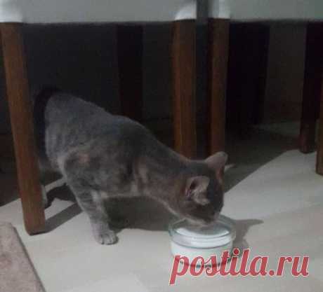 Брошенные кошечки, которые еще не растеряли все свои девять жизней и нашли новый дом