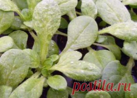 Как бороться с мучнистой росой на петунии | Советы садоводам