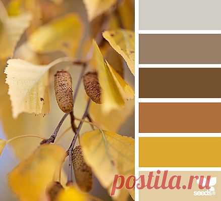 Design Seeds® | find your palette
