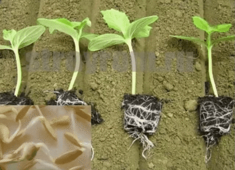 Огурцы : сильнее корни - больше урожай
Существует эффективный метод выращивания раннего урожая огурцов - в среднем по 20-25 шт. с каждого куста. Урожай при использовании этого метода в несколько раз выше обычного.
Для этого сухие семена огурцов высевают в ящики, на дно насыпают песка - для фильтрации, сверху добавляют почвосмесь (50% огородной земли и 50% перегноя).
Наполнять ящички следует до половины их высоты на 3-4 см. Семена высаживают на глубину 1-2 см через 3-4 см. Далее ящички накрыва