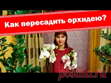 Орхидея будет расти сама! Подробно о пересадке фаленопсиса. Как правильно пересаживать орхидею