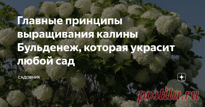 Главные принципы выращивания калины Бульденеж, которая украсит любой сад Я как её поклонница с немаленьким стажем поделюсь полезной информацией касательно этого прелестного растения.