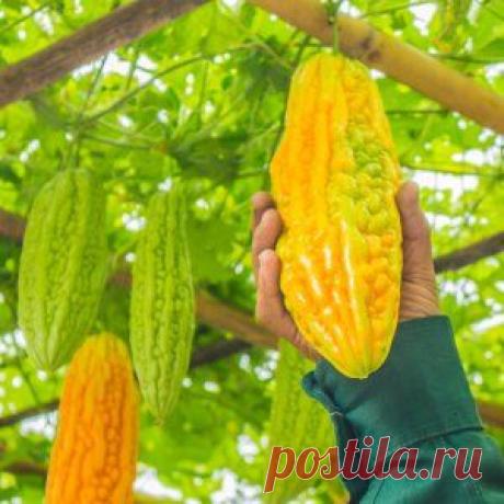 Экзоты на грядке – какой выбрать и как выращивать