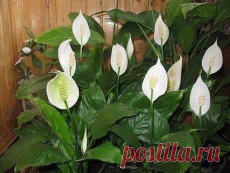 (91) Одноклассники