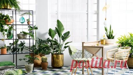Temas, Frases y Mas....: Plantas que Protegen Nuestro Hogar